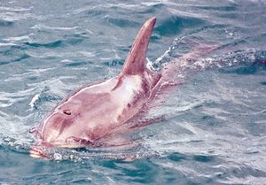 포트 필립 만의 고유종 부르난 돌고래