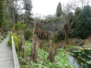 죽은 바나나 나무