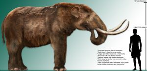 Mammut americanum(아메리카 매머드)은 인간 관련 활동, 기후 변화 또는 둘의 조합으로 인해 약 12,000–9,000년 전에 멸종되었다. 제4기 멸종 및 홀로세 멸종 참조.