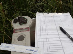 양서류에 대한 표지-재포획 조사의 예시. 각 수집된 개체에 대한 데이터가 표시되고 유기체는 늦게 나머지 개체군으로 다시 방출된다.