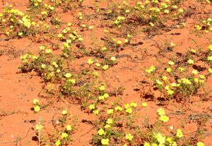 칼라하리 사막에서 자라는 악마의 가시꽃 (Tribulus zeyheri)