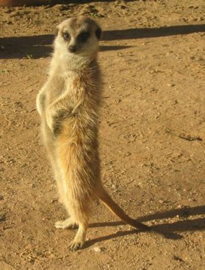 미어캣(Meerkat