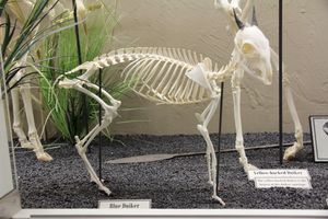 푸른 다이커영양 (Philantomba monticola) 골격, 골학 박물관(Museum of Osteology) 전시
