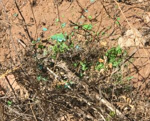 광분해된 녹색 비닐 봉투가 야외 노출 3개월 후 1~25mm 크기의 약 2,000개 조각으로 쪼개짐