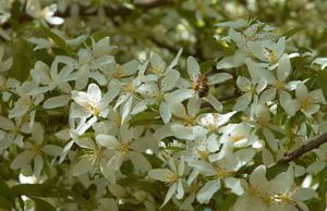 토린고 사과나무(Malus sieboldii)