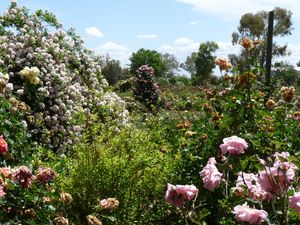오스트레일리아 사우스 오스트레일리아에 있는 Ruston's Roses