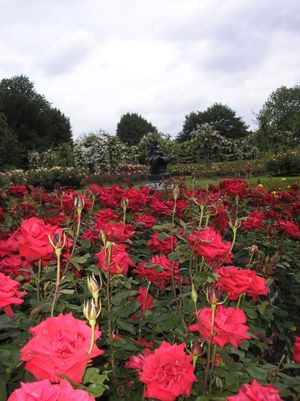 런던 리젠트 파크의 퀸 메리 가든