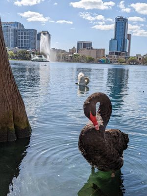 미국 플로리다주 올랜도의 이올라 호수 공원에 있는 여러 흑고니 중 하나