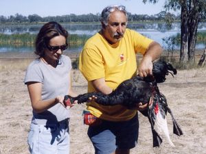 구조대가 리거 주립 공원에서 불법적으로 사살된 흑고니를 구조하고 있다.