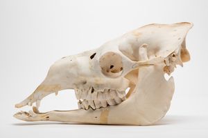 단봉낙타 두개골