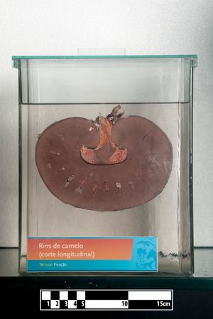 단봉낙타의 콩팥 표본