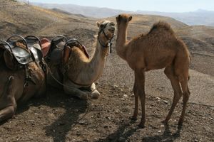 한 쌍의 낙타, 이스라엘