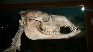 쌍봉낙타의 해골