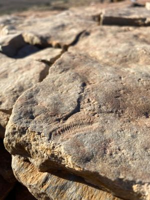 닐페나 에디아카라 국립공원(Nilpena Ediacara National Park)의 현장에서 관찰한 스프리기나의 표본