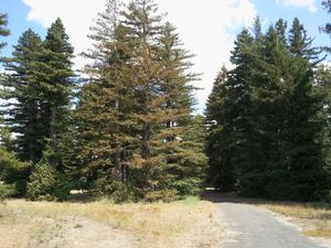 레드우드 숲 (세쿼이아 셈페르비렌스와 세쿼이아덴드론 자이간테움), 1918년 피알리고 애비뉴, 캔버라에 심어짐.