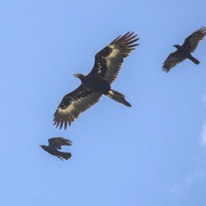 A. a. fleayi, 검은까마귀의 공격을 받는 모습, 태즈메이니아