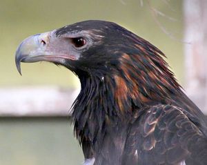 심비오 야생 공원, 뉴사우스웨일스, 호주에 있는 사육 표본. 거대하고 창백한 부리와 콧등을 주목하라.