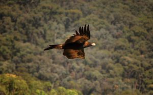 커건야 주변의 숲이 우거진 환경에서 발견되는 쐐기꼬리수리