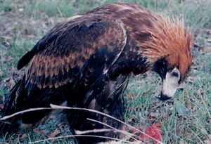 먹이를 먹는 쐐기꼬리수리.