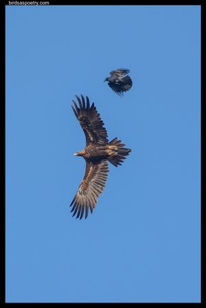 갈까마귀가 쐐기꼬리수리를 모빙하는 모습. 쐐기꼬리수리는 많은 새들을 기회적으로 포식한다.