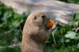 비옥한 토지가 있는 넓은 지역은 프레리도그에게 좋은 서식지이다.