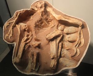 미국 자연사 박물관에서 둥지에 있는 것으로 해석된 오비랍토르류 Citipati의 화석.