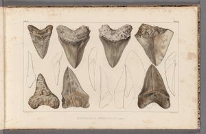 모식표본 이빨(그림 2-3), Agassiz(1835)에서 cataloged, TE-PLI 18