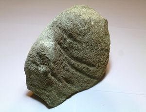 메갈로돈에게 물려 반으로 갈라진 고래 척추 (이빨 자국이 보임)