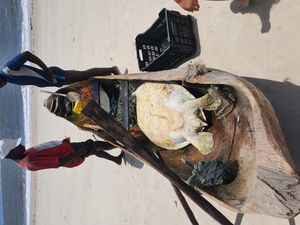 수공 어부가 모잠비크에서 붉은바다거북을 밀렵하려다 모잠비크 일랴 두 포고 보존팀에 의해 구조되어 방생되었다.