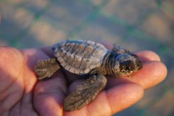 부화 직후의 유체