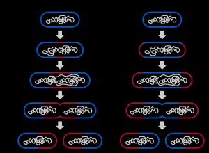 간균의 세포 증식(세포 신장)과 이분열의 모식도. 파란색과 빨간색 선은 각각 오래된 세포벽과 새롭게 생성된 세포벽을 나타낸다.(1) 균체 중앙에서 성장하는 것. 예를 들어 고초균(Bacillus subtilis), 대장균(Escherichia coli) 등.(2) 선단 성장(정단 생장)하는 것. 예를 들어 디프테리아균(Corynebacterium diphtheriae) 등. 이것은 세균 증식이다.