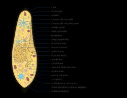 섬모충류의 구조