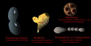 대부분의 섬모충은 가로 분열을 하지만, 일부 종에서는 다른 종류의 이분법이 일어난다.