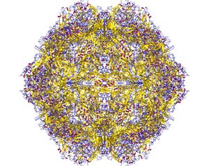 개 파르보바이러스의 캡시드 도해, 캡시드 단백질의 60개 단량체를 포함