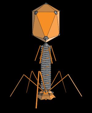 박테리오파지의 장형 캡시드