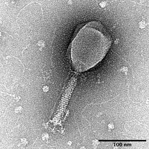 박테리오파지 T2, 수축성 꼬리를 가지고 있어 Myoviridae에 속한다.