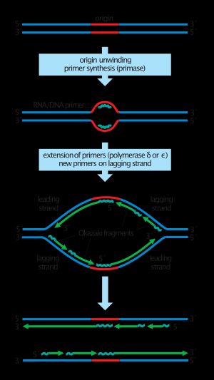 선도 가닥과 지연 가닥의 비대칭적 합성, DNA 프라이메이스의 역할 표시