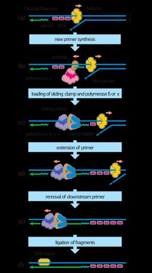 DNA 합성에 필요한 단계, DNA 프라이메이스의 역할 표시