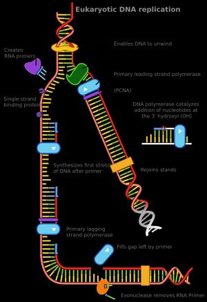 DNA 복제 분기점에는 많은 효소들이 관여한다.