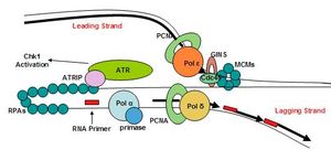 진핵생물의 레플리솜 복합체 및 관련 단백질