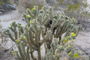 Cylindropuntia bigelovii