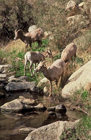 팜 캐년의 큰뿔양 (Anza-Borrego State Park)