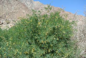 벨벳 메스키트(Prosopis velutina)