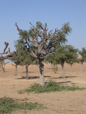 하르사와 마을에서 사료와 연료로 쓰기 위해 '케지리' 나무 가지치기를 하고 있다.