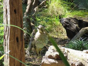 부시워크 전시관의 부시 스톤-컬루