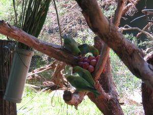 동물원의 보라색 왕관 로리키트