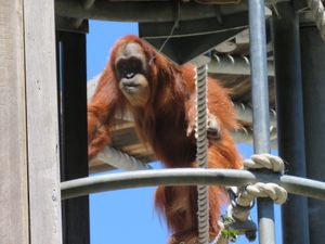 퍼스 동물원은 멸종 위기에 처한 수마트라 오랑우탄 번식 프로그램을 성공적으로 운영하고 있다. 1970년부터 2012년까지 23마리를 번식시켰으며, 동물원에서 태어난 3마리는 수마트라의 야생으로 돌려보내졌다.