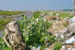 2004년 지진해일 이후 몇 년이 지난 카라이칼 해변에 남아 있는 나무 그루터기와 잔해