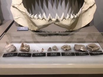 신생대 포항 분지 연일층군 흥해층 상어 이빨 화석, 국립중앙과학관 전시