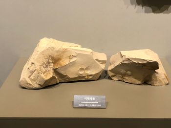 신생대 포항 분지 연일층군 두호층의 이매패류 화석, 국립중앙과학관